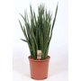 Sanseveria 'Kirkii'